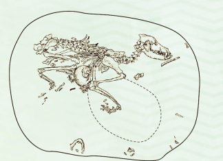 Türko-Moğol Halkların Kadim Ongunu: Kurt